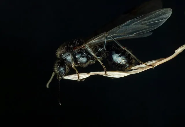 Understanding PEST Analysis: A Comprehensive Guide